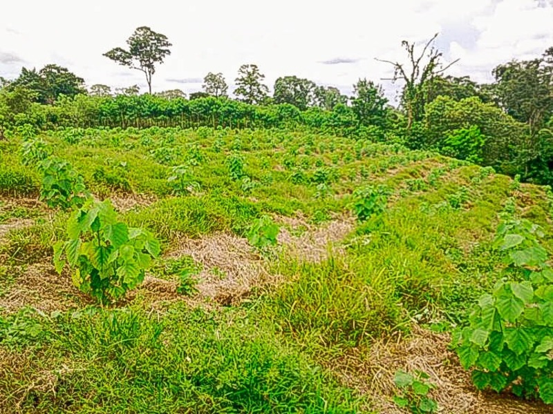 0 bed Land For Sale in Guacimo, Limón - 1